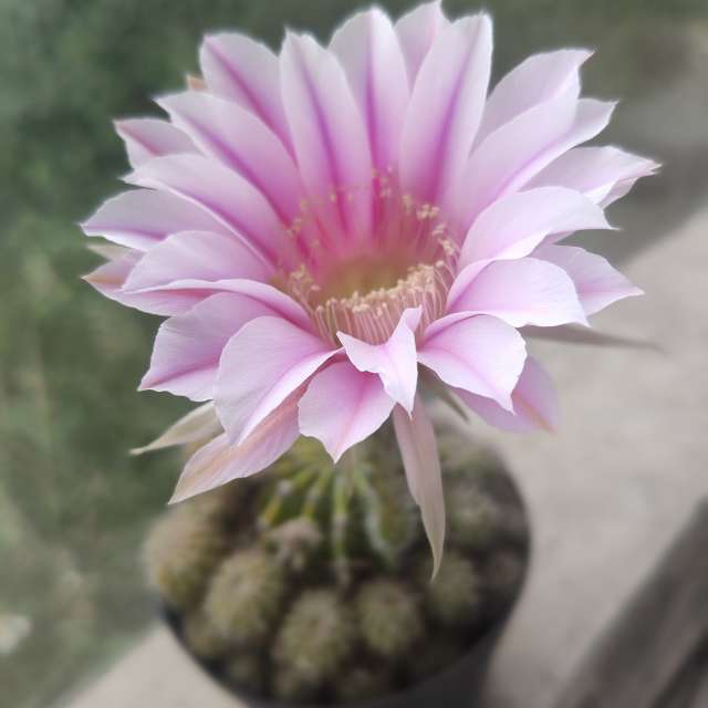 Wasser. Wettervorhersagen mit schönen Fotos von VIAꓨEM_E_HISTÓЯIA Fotos Florianópolis