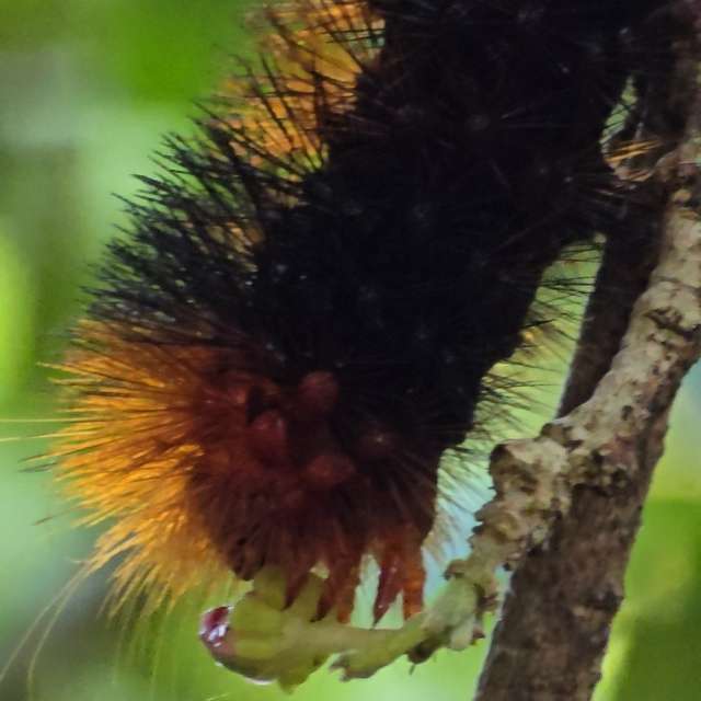 天气预报，带Flavia51精美的照片