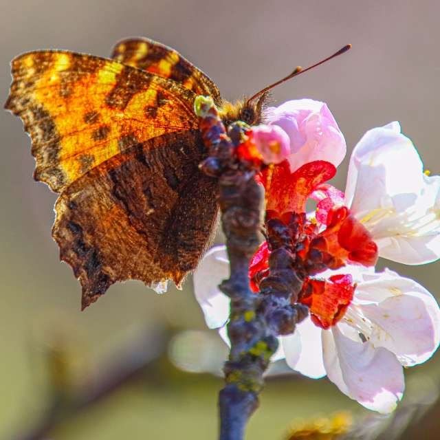 Previsões do tempo com lindas fotos de Juergen