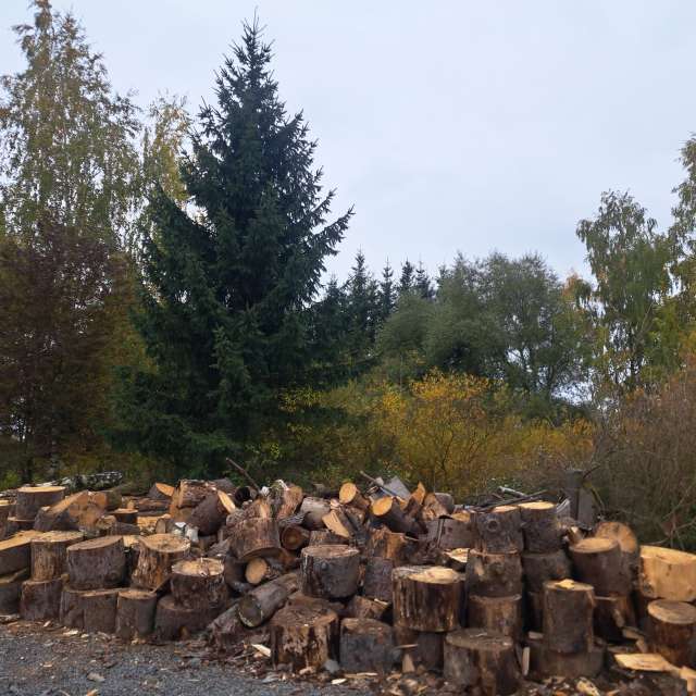 Sheep. Weather forecasts with beautiful photos by Sviatoslav Photos in World