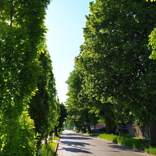 Tree. Weather forecasts with beautiful photos by Romek58 Photos in Wieluń