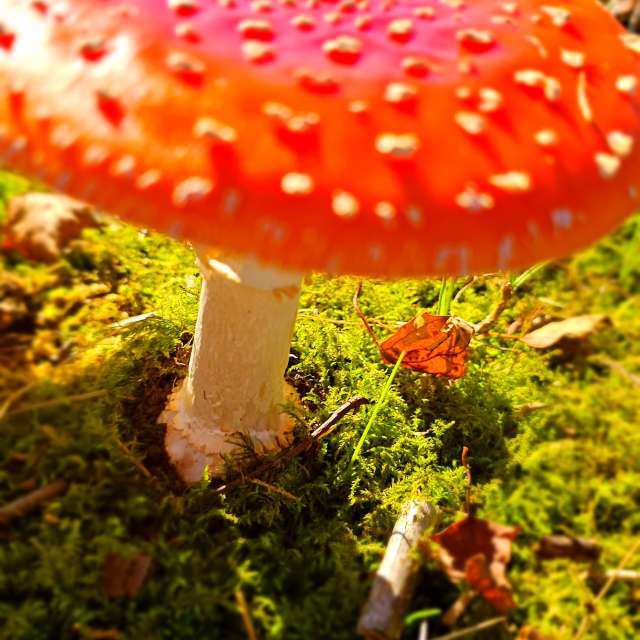 Fotos Fungos. Previsões do tempo com lindas fotos de Seni em Velbert