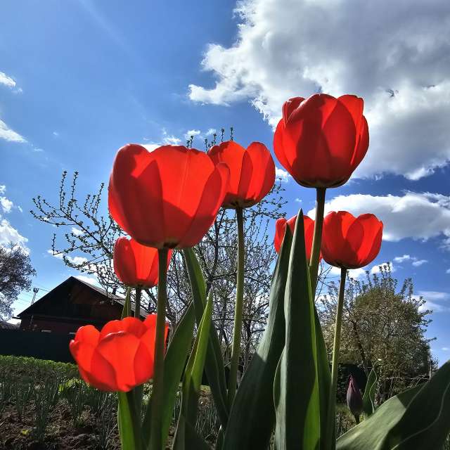 Weather Photos in Flower. Weather forecasts with beautiful photos by ImPe