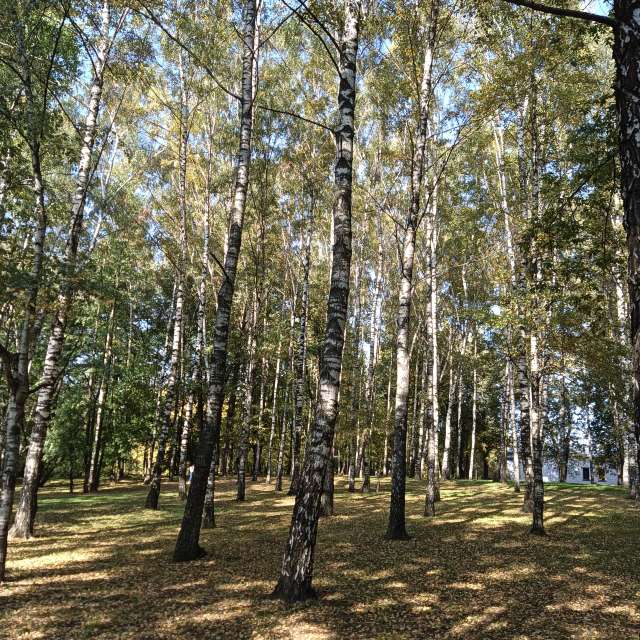 Forest. Weather forecasts with beautiful photos by Amanda_and_Valdemar_Che Photos in Izmaylovo District