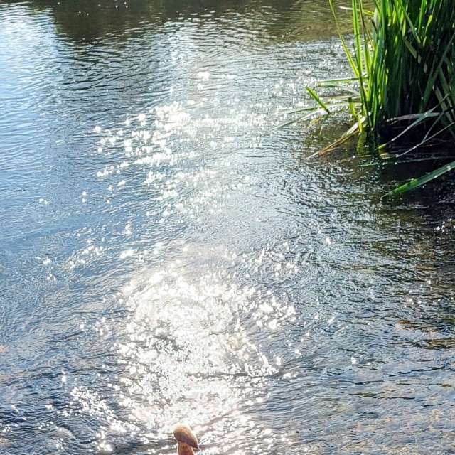 Walking. Weather forecasts with beautiful photos by kns666 Photos in Yarwell Mill Country Park