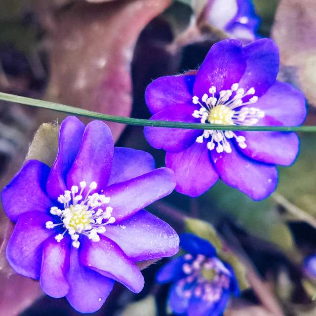 Wettervorhersagen mit schönen Fotos von Terraza74