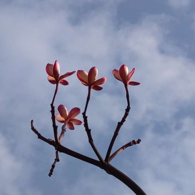 Large. Weather forecasts with beautiful photos by Wen-ya Huang Photos in Kaohsiung City