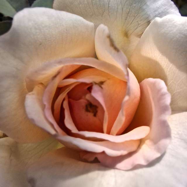 Beet. Wettervorhersagen mit schönen Fotos von Wen-ya Huang Fotos Kaohsiung