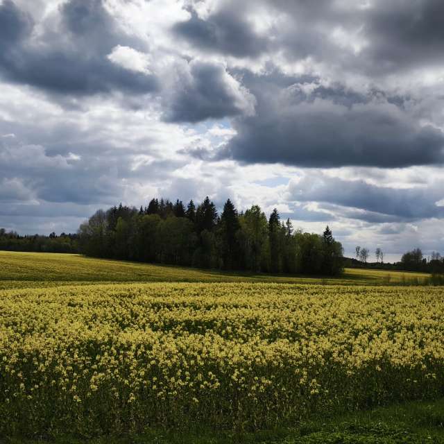Hintergrund. Wettervorhersagen mit schönen Fotos von Valiukas Fotos Litauen