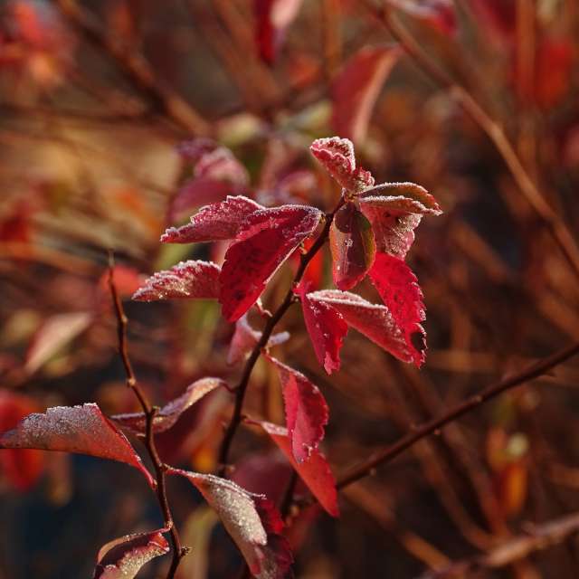 Plant. Weather forecasts with beautiful photos by Михаил Гавриков Photos in Kharkiv