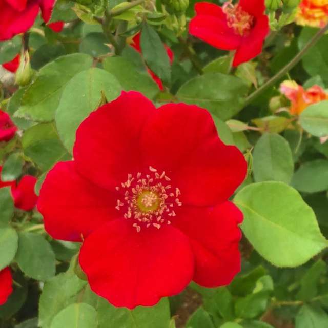 umemuiの美しい写真による天気予報