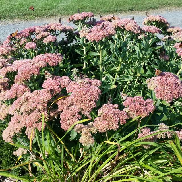 Garden. Weather forecasts with beautiful photos by AnnaHakes Photos in World