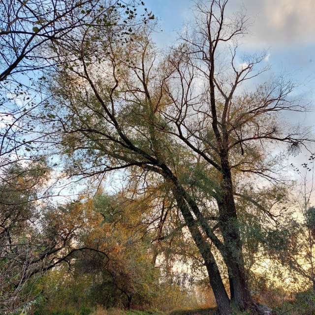 Turn yellow. Weather forecasts with beautiful photos by Iryna Photos in Kharkiv