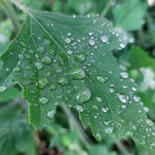 Rain. Weather forecasts with beautiful photos by Iryna Photos in Kharkiv