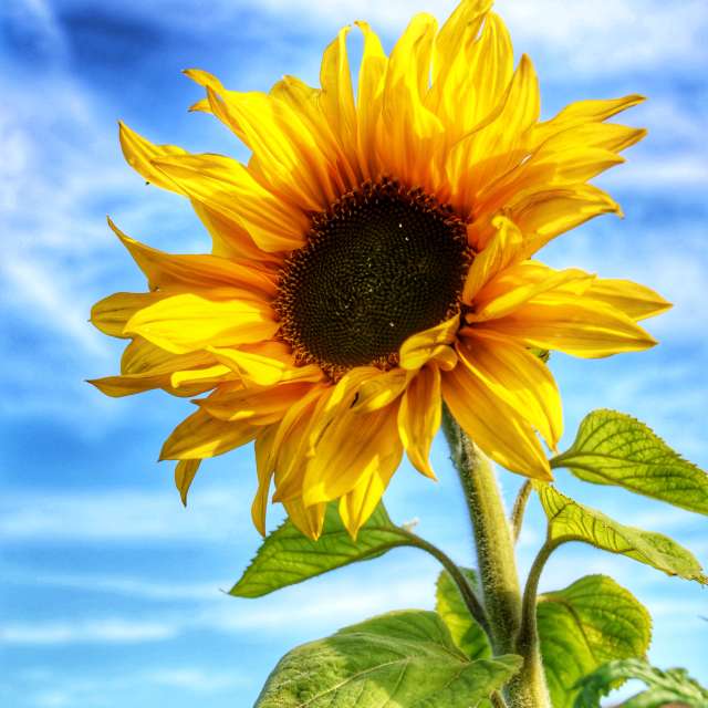 Lotti5507の美しい写真による天気予報