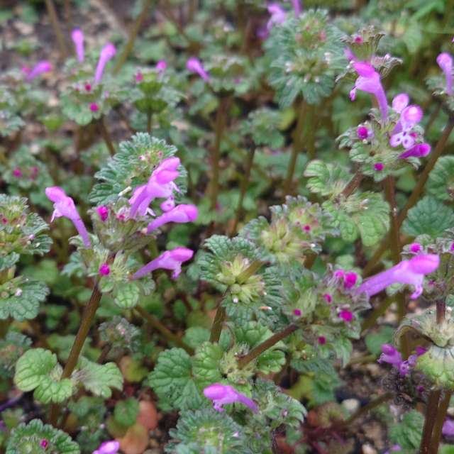 Fotos Jardim. Previsões do tempo com lindas fotos de あさのジジ em Okayama