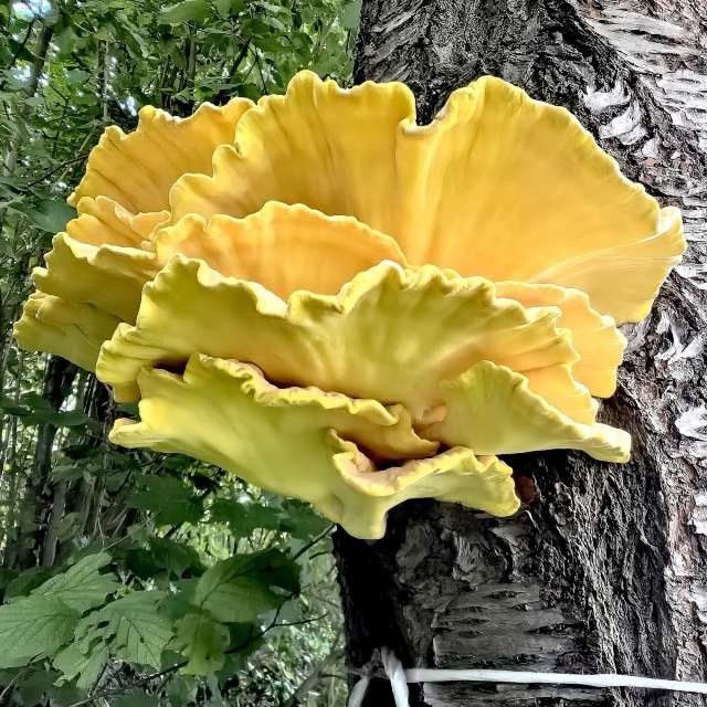 Previsões do tempo com lindas fotos de Igor-65