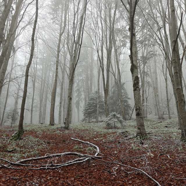 天气预报，带Rosiii精美的照片