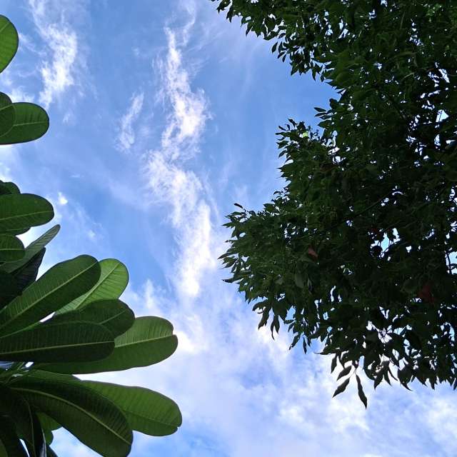 Cactus. Weather forecasts with beautiful photos by Wen-ya Huang Photos in Kaohsiung City