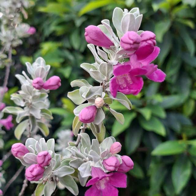 Fotos Rosa. Previsões do tempo com lindas fotos de Wen-ya Huang em Kaohsiung City