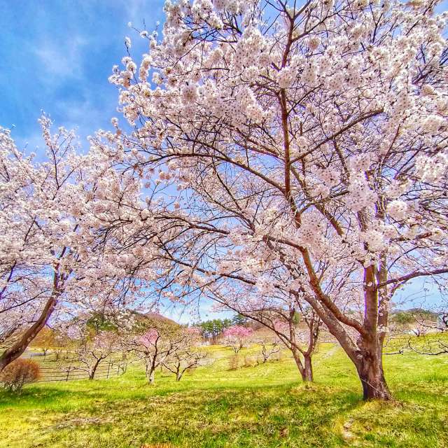 Weather. Weather forecasts with beautiful photos by Kasumisou Photos in Saku-shi