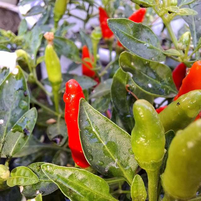 Wettervorhersagen mit schönen Fotos von Wen-ya Huang