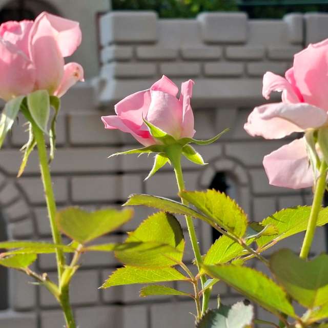 Prévisions météo avec de superbes photos de Wen-ya Huang