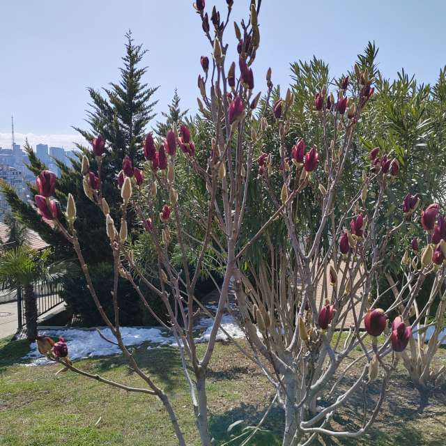 Fotos del Palmera. Pronósticos del tiempo con hermosas fotos de Albert_Smelovtsev en Sochi