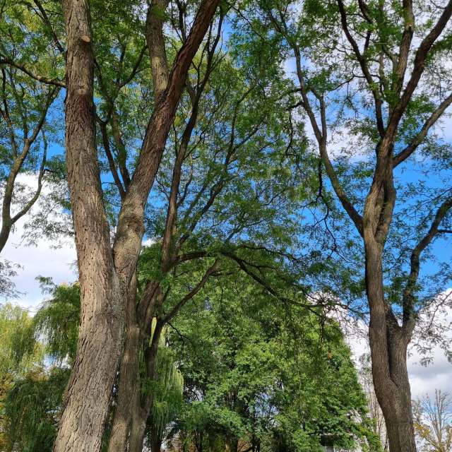 Greetの美しい写真による天気予報