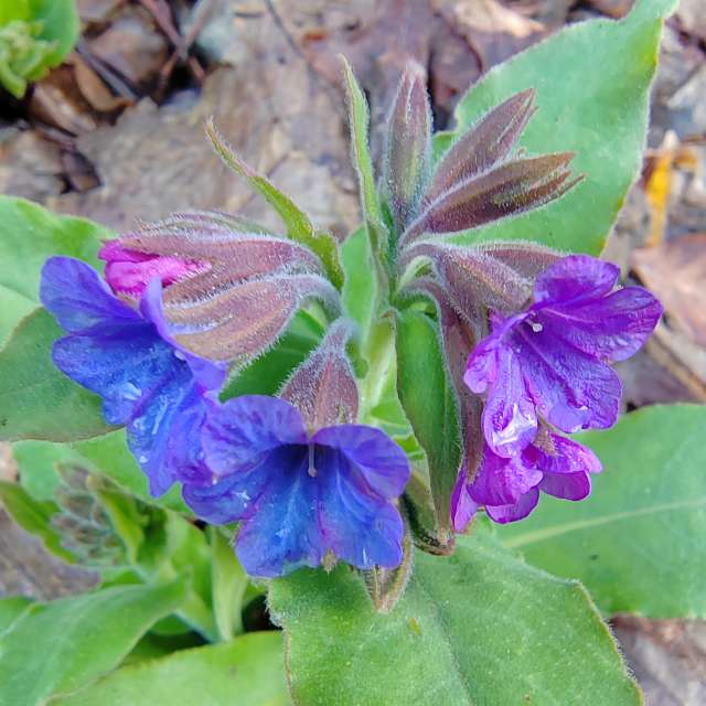 Garten. Wettervorhersagen mit schönen Fotos von Albert_Smelovtsev Fotos Roza Khutor