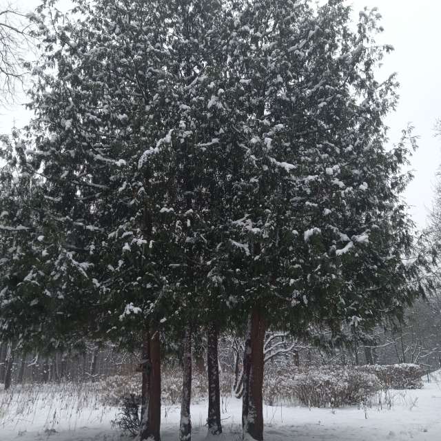 Group. Weather forecasts with beautiful photos by Amanda_and_Valdemar_Che Photos in Izmaylovo District