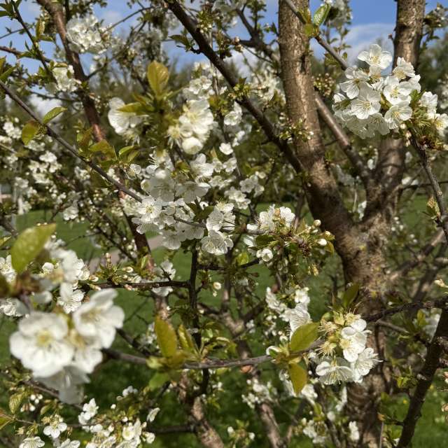 Skiing. Weather forecasts with beautiful photos by Svet-Lana Photos in Rīga