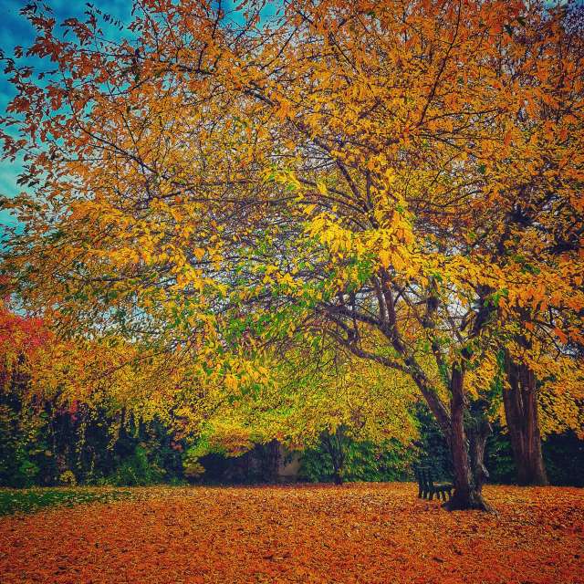 Field. Weather forecasts with beautiful photos by Asarii Photos in Villach