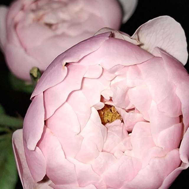 Bear. Weather forecasts with beautiful photos by Wen-ya Huang Photos in World