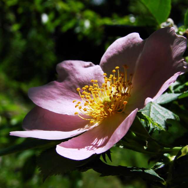 Vase. Weather forecasts with beautiful photos by Михаил Гавриков Photos in Kharkiv