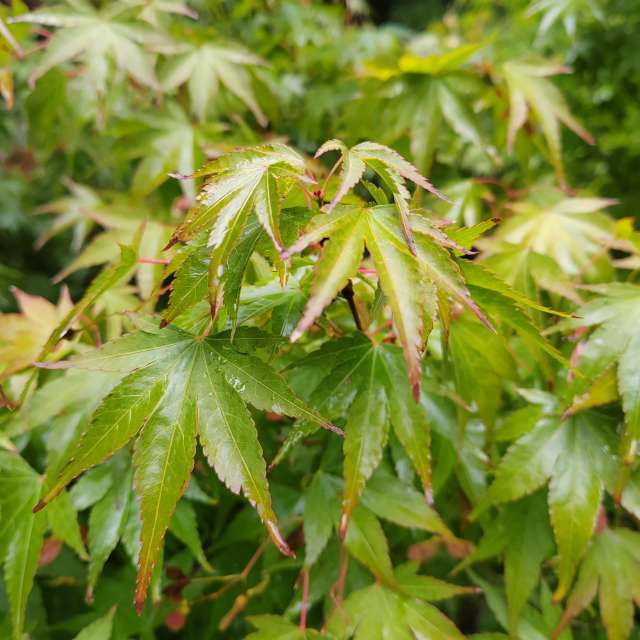 Maple. Weather forecasts with beautiful photos by Albert_Smelovtsev Photos in Roza Khutor