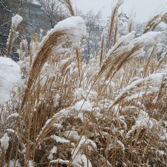 Brown. Weather forecasts with beautiful photos by MatZ Photos in World