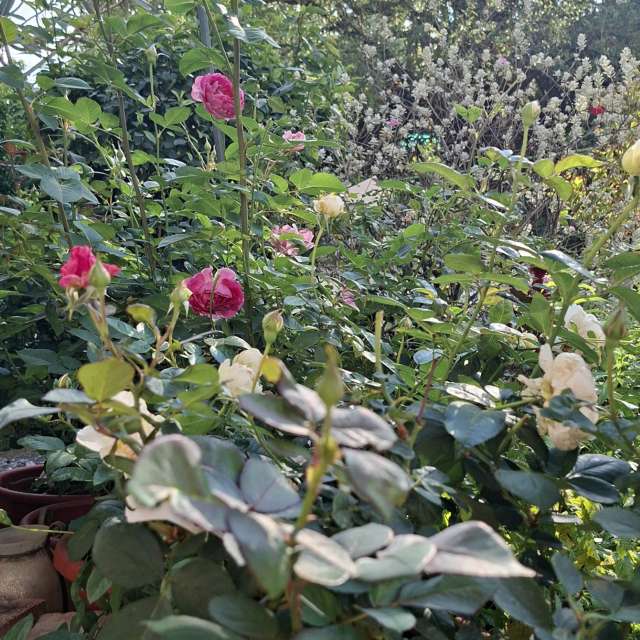 Fotos Arbustos. Previsões do tempo com lindas fotos de Wen-ya Huang em Kaohsiung City