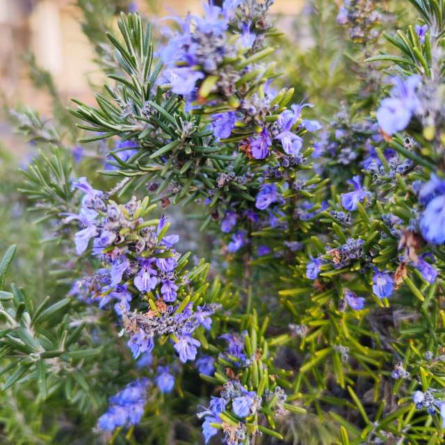 Fotos Jardim. Previsões do tempo com lindas fotos de あさのジジ em Okayama