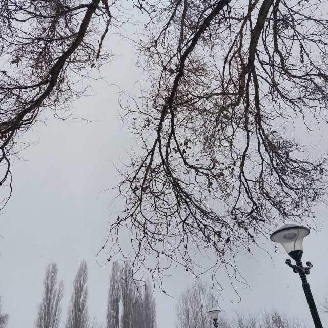Poplar. Weather forecasts with beautiful photos by Iryna Photos in Kharkiv