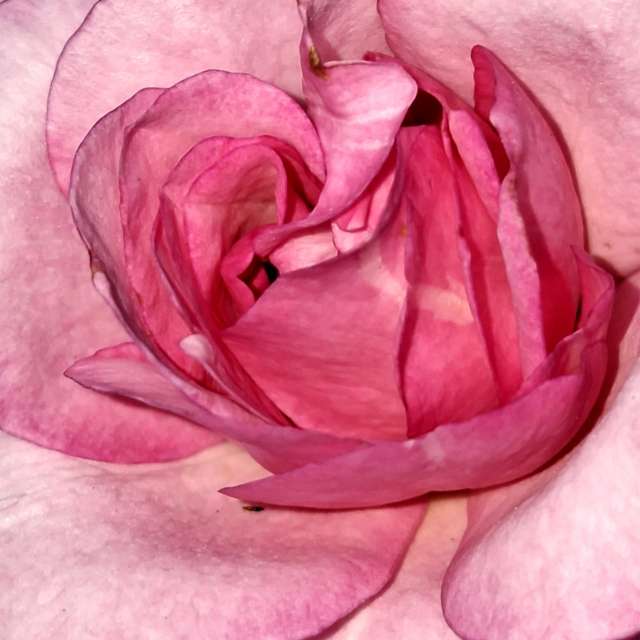 Beet. Wettervorhersagen mit schönen Fotos von Wen-ya Huang Fotos Kaohsiung