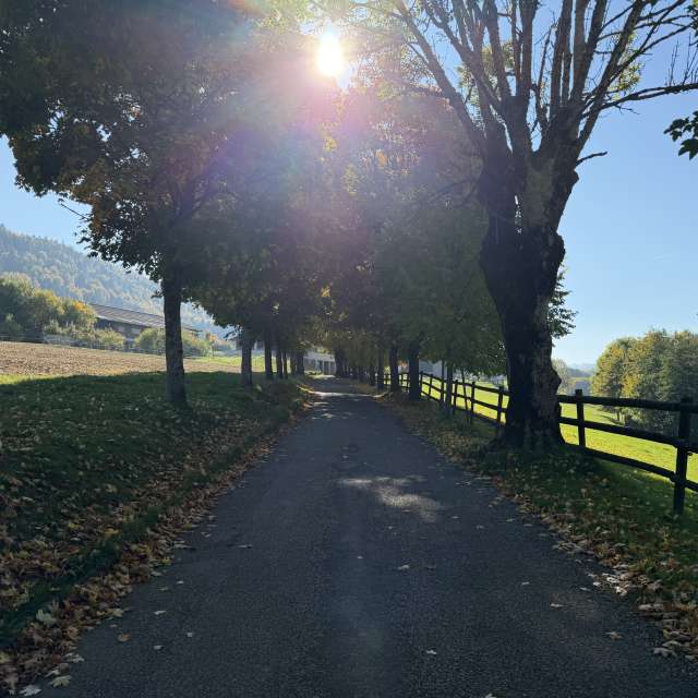Photos Arbre. Prévisions météo avec de superbes photos de SwissEloi de Renan