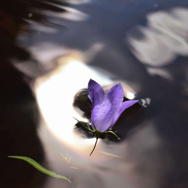 Weather Photos in Flower. Weather forecasts with beautiful photos by hejpetrpepa