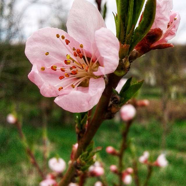 Plant. Weather forecasts with beautiful photos by urashm Photos in Khmelnytskyi