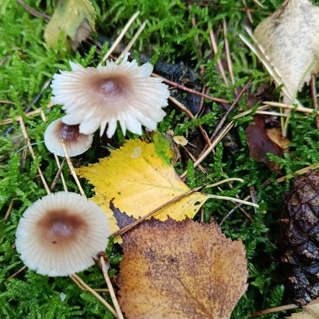 accoteの美しい写真による天気予報