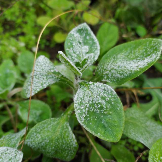 Previsões do tempo com lindas fotos de Elena Chayka