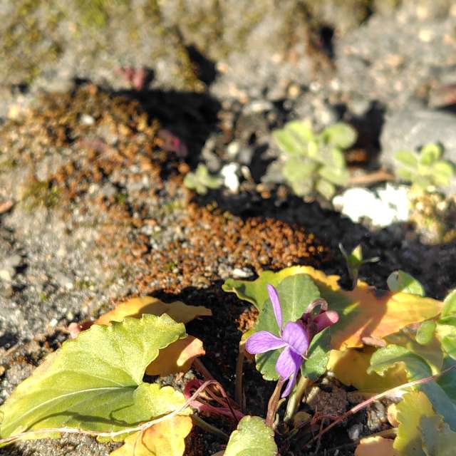 Weather forecasts with beautiful photos by umemui