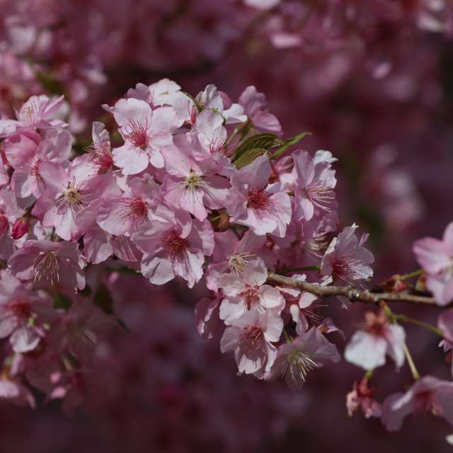 Weather forecasts with beautiful photos by xhhx