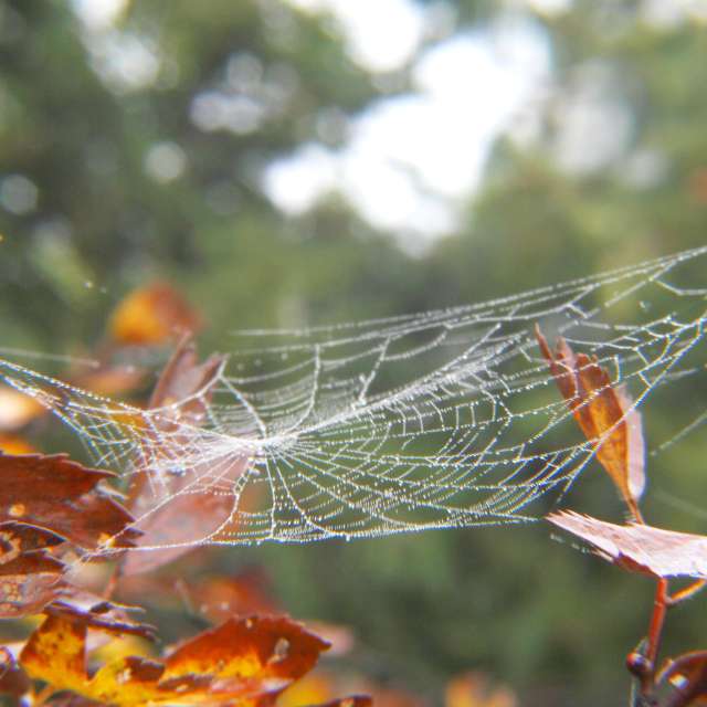 George Popoの美しい写真による天気予報