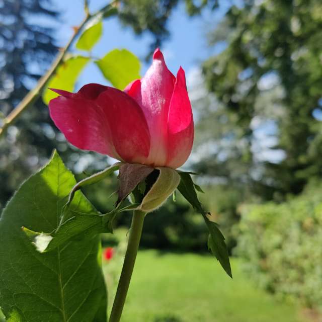 Tree. Weather forecasts with beautiful photos by Zorrra Photos in Kladow